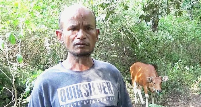 Kisah Sukses Peternak Sapi di Lengko Lolok, Lamba Leda