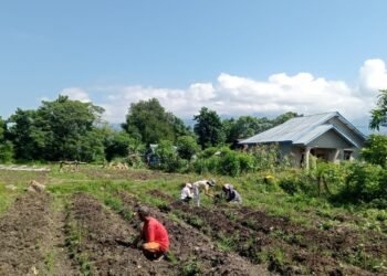 Desa Tal, Manggarai Buka Demplot Hortikultura, Wadah Belajar bagi Petani Muda