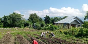 Desa Tal, Manggarai Buka Demplot Hortikultura, Wadah Belajar bagi Petani Muda