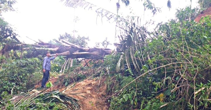 Usai Ditinjau Thomas Tahir, Pemda Manggarai Langsung Bersihkan Material Longsor di Cibal dan Cibal Barat