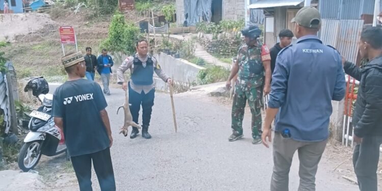 Penertiban Hewan Penular Rabies jenis Anjing di Desa Rado, Kecamatan Cibal - Foto: Istimewa